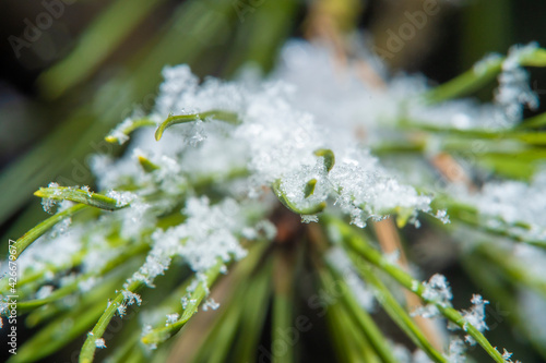 Green needles of a coniferous tree covered with snow. Close-up of a Christmas tree branch in soft focus.