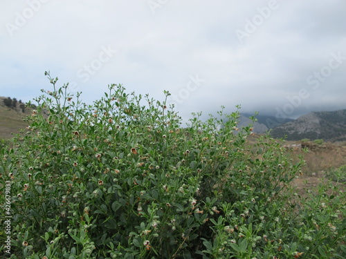 Medicinal herbaceous plant Common green leaf (Zygophyllum fabago), with beautiful orange-green buds and juicy green leaves, blooms against the backdrop of mountains and rain clouds