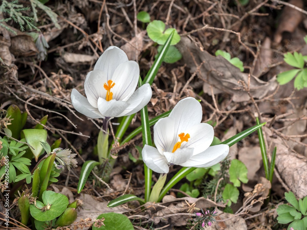 White crocuses in green grass. White crocuses in green grass.