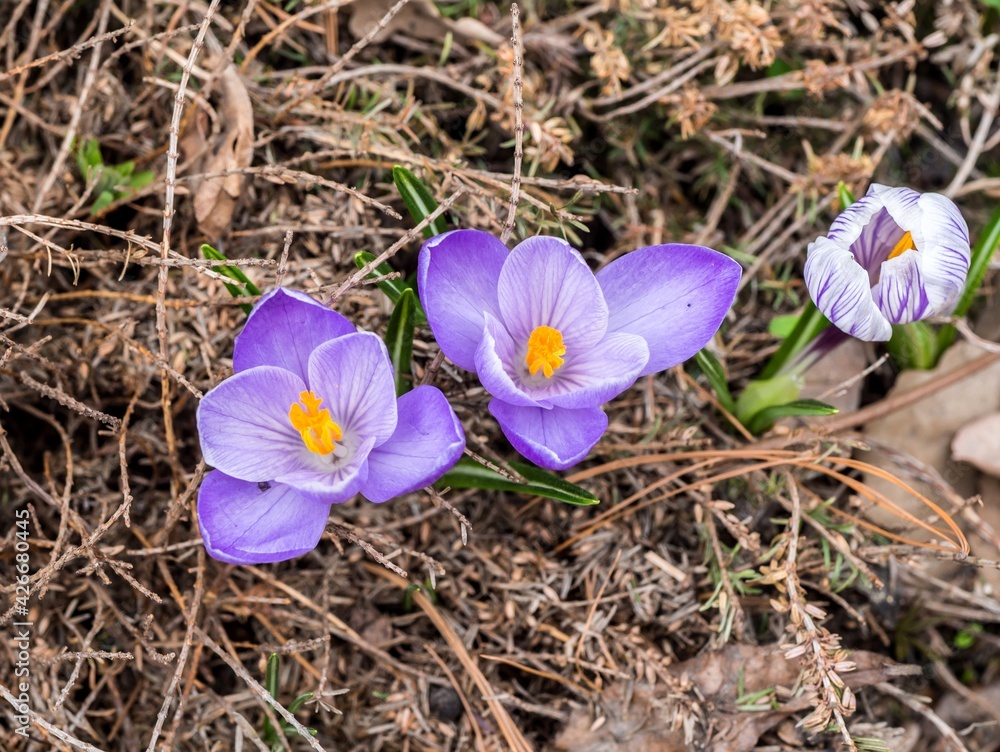 The first spring flowers are multicolored crocuses. The first spring flowers are multicolored crocuses.