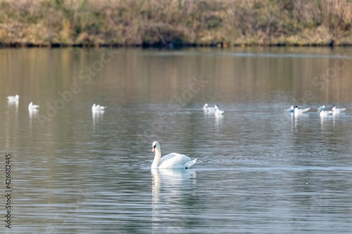 view of white swan on a lake