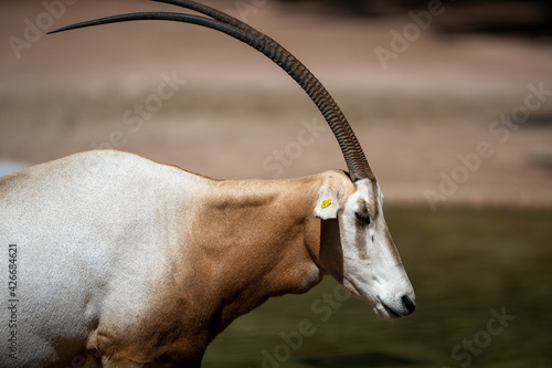 Profile portrait of a horned oryx under the sunlight photo
