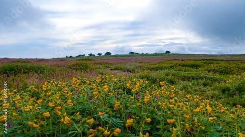 Φωτογραφία Beautiful view of Kaas Plateau valley of flowers Satara Maharashtra
