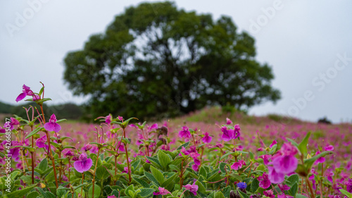 Εκτύπωση καμβά Beautiful view of Kaas Plateau valley of flowers Satara Maharashtra
