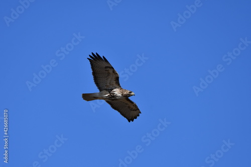 Red Tailed hawk in flight with wings spread