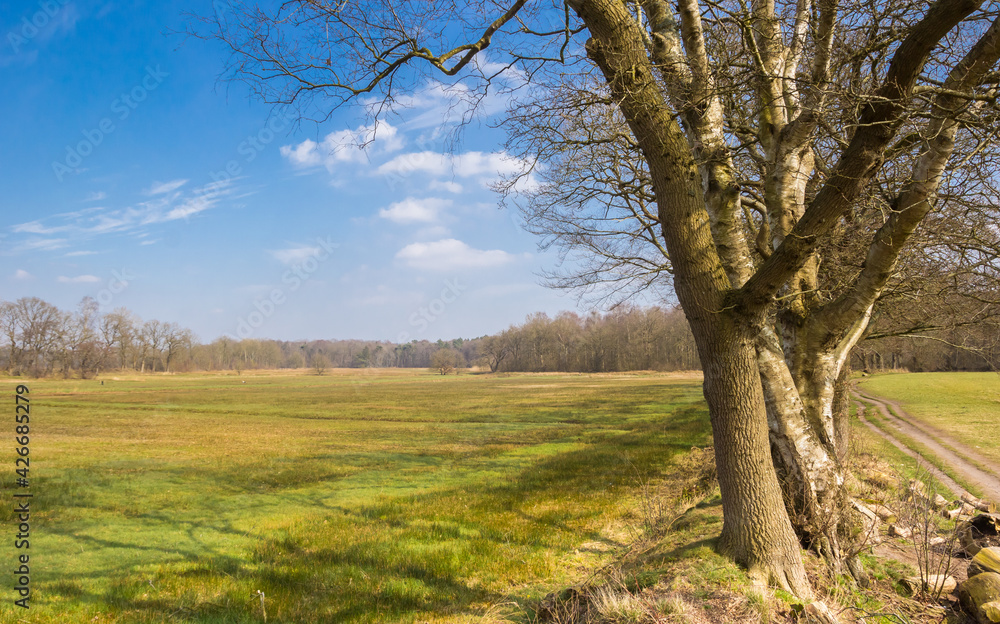 Fototapeta premium Old trees in the nature reserve near Oudemolen, Netherlands