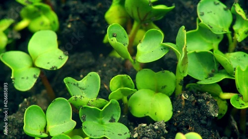 Plant green ground growing agriculture spring timelapse corn botanical