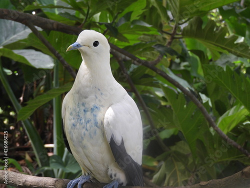 white dove perched on a branch