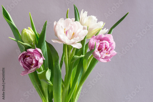 Fototapeta Naklejka Na Ścianę i Meble -  A bouquet of beautiful tulips on a lilac background .	