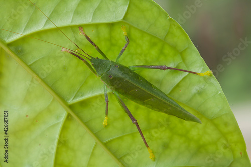 Big Green Grasshoppers on Nature