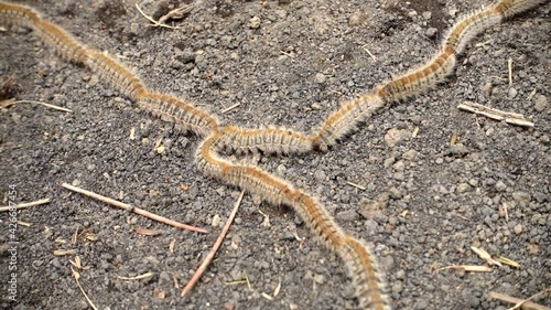 nature in Sicily a row of pine processionary caterpillars in Etna Park photo