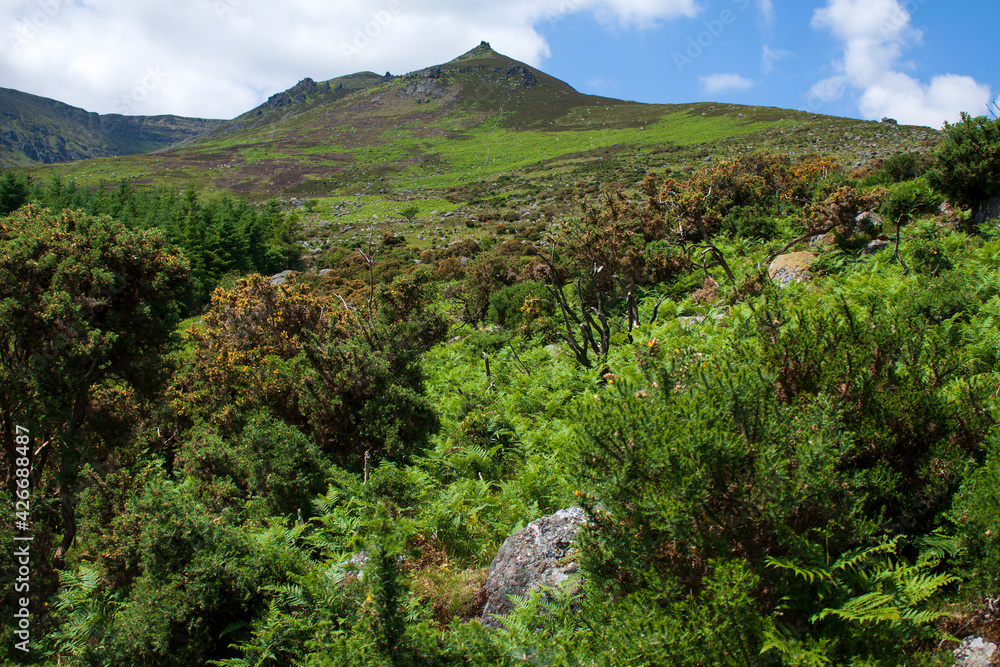 Fototapeta premium Traversing the slopes of Comeragh Mountains