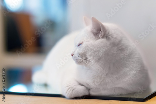 sleepy white cat on the table