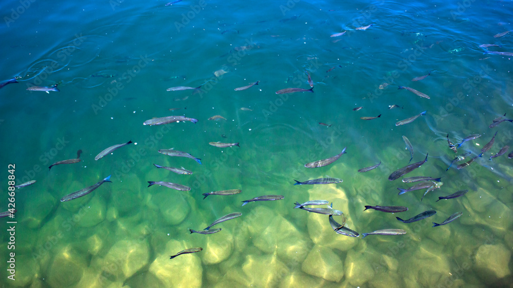 Above the water shot image of a school of mullet fish in brackish shallow green water. Above the water shot image of a school of mullet fish in brackish shallow green water.