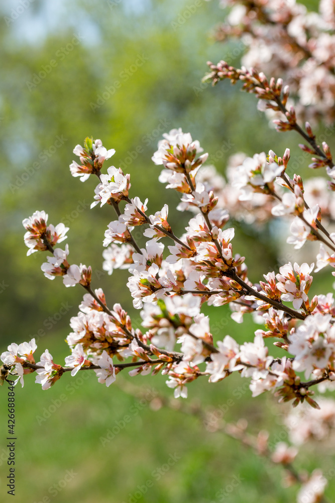 A blooming cherry bush in the spring garden A blooming cherry bush in the spring garden