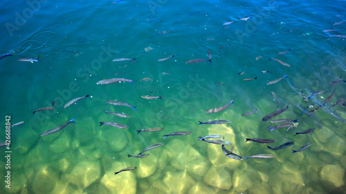 Above the water shot image of a school of mullet fish in brackish shallow green water.
