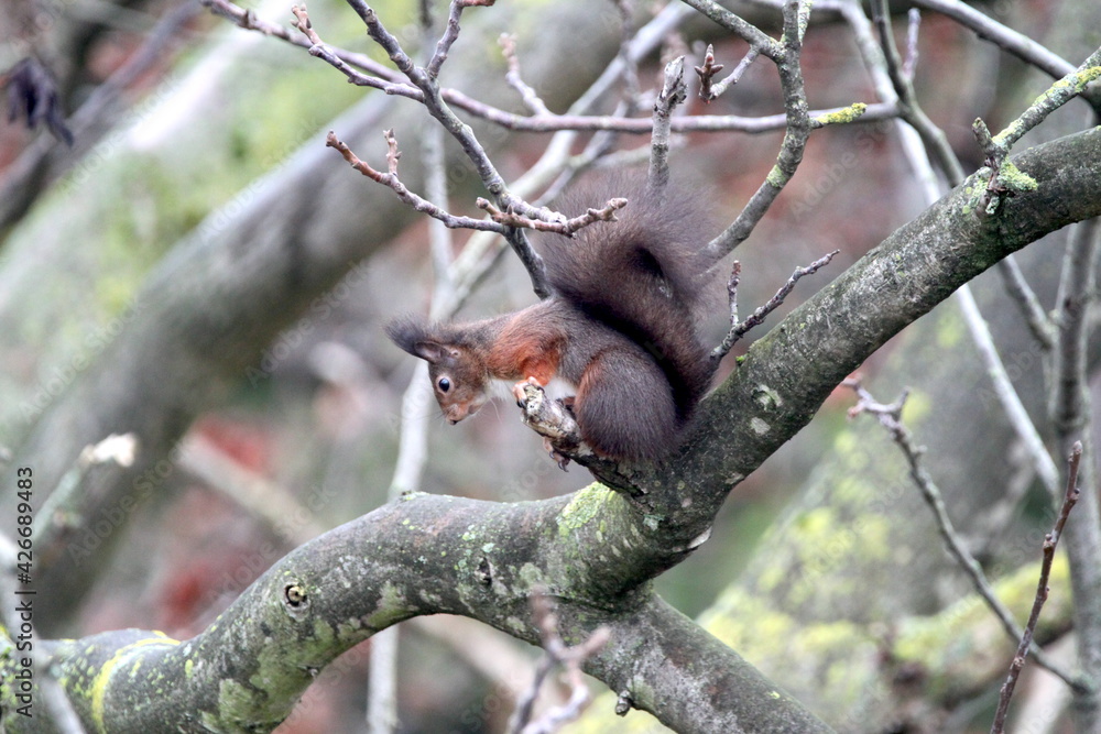 Red squirrel on the tree in Germany, Münster. Nuts, walnut. Endangered species. Save the planet. Red squirrel on the tree in Germany, Münster. Nuts, walnut. Endangered species. Save the planet.
