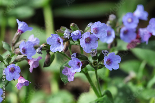 Blue lungwort 'pulmonaria' in flower