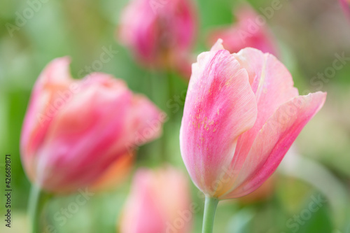 pink tulips photo