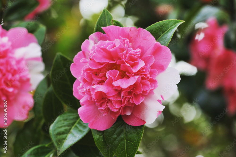 Pink and white Variegated Camellia x williamsii 'Ballet Queen' in flower Pink and white Variegated Camellia x williamsii 'Ballet Queen' in flower