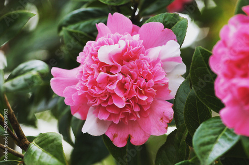 Pink and white Variegated Camellia x williamsii  Ballet Queen   in flower