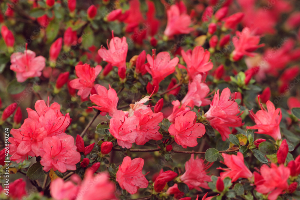 Salmon pink Rhododendron 'Rex' in flower Salmon pink Rhododendron 'Rex' in flower