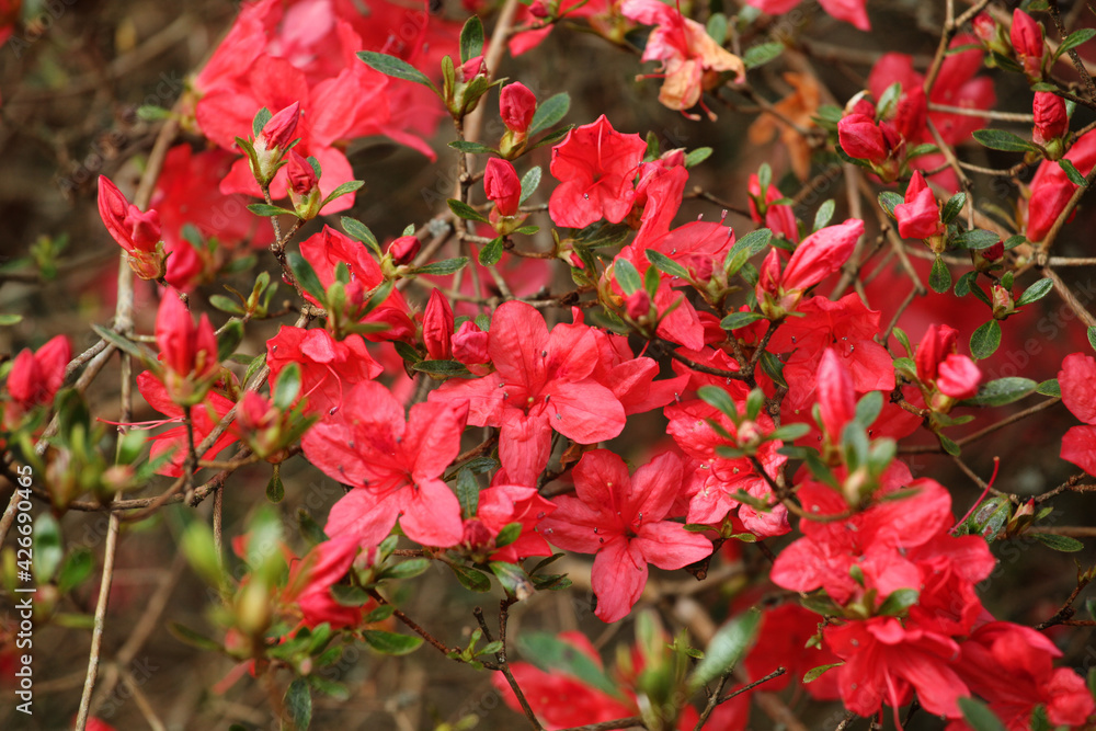 Deep red Rhododendron kaempferi or Torch Azalea in flower Deep red Rhododendron kaempferi or Torch Azalea in flower