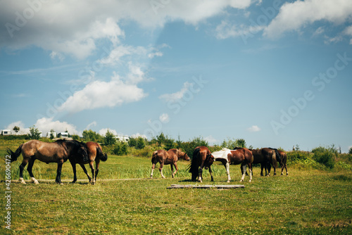  A herd of wild horses grazes on a green meadow in the mountains. Sunny day, sky with clouds © Александра Вишнева