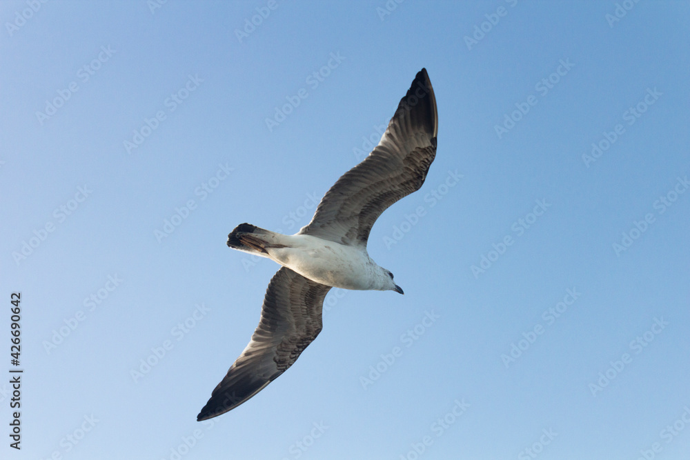 Isolated low angle portrait of a seagull flying in blue, clear sky at an afternoon, lit from behind. Isolated low angle portrait of a seagull flying in blue, clear sky at an afternoon, lit from behind.