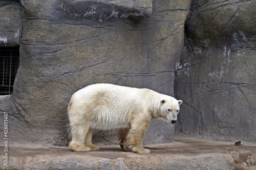 Urso polar no zoológico de Santiago / Chile