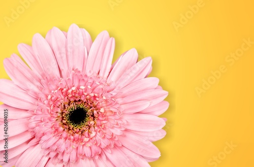 Bloom.