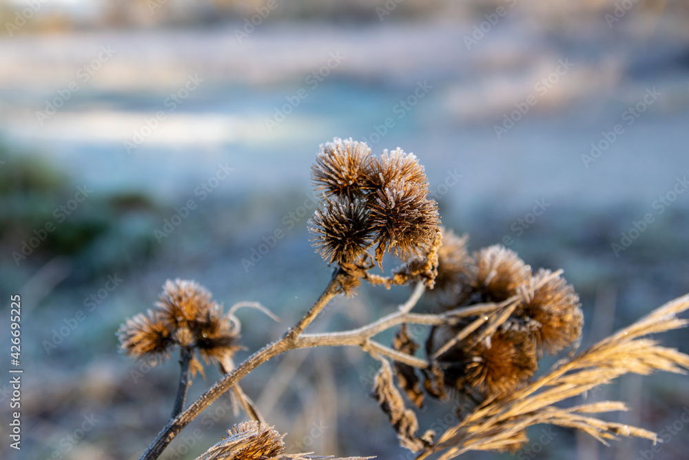 Obraz premium frost on branches