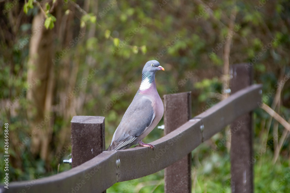 Fototapeta premium wood pigeon perched on a fence in the spring sunshine