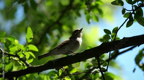 The bird lands on a tree branch 