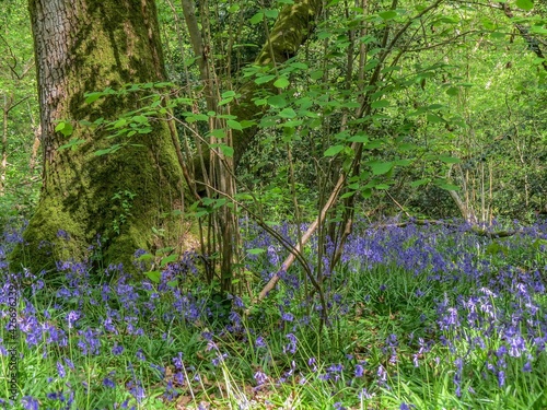 beautiful bright bluebells on a spring day