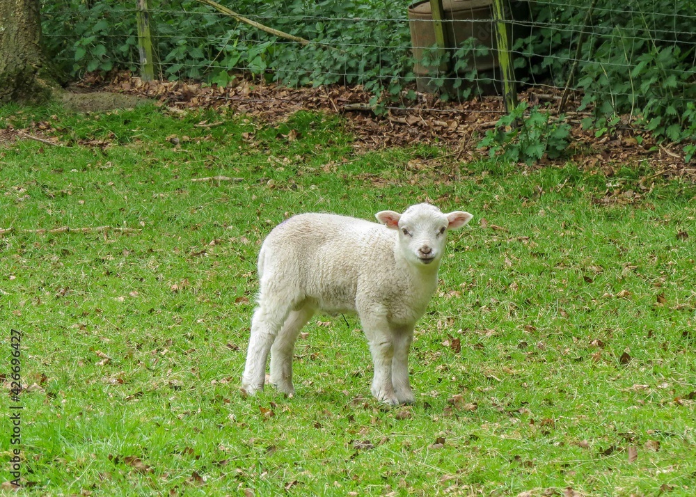 Fototapeta premium cute lamb on a spring day