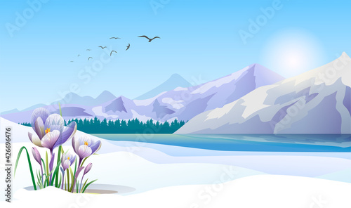 Picturesque panoramic view with high snowed mountains and melting ice on river in the background and early spring crocuses in the foreground. Birds are flying across wild nature. Beautiful landscape.