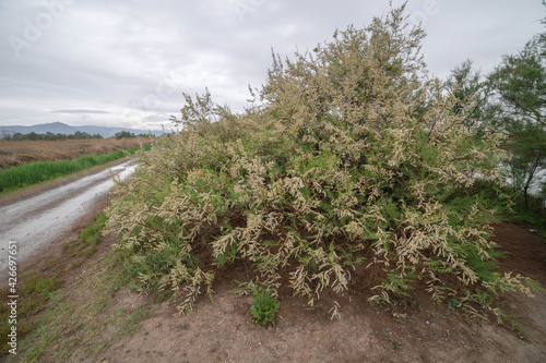 Tamarix gallica. Tamaricaceae. photo