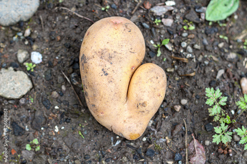 Heart shaped potato lying on the fresh soil in the garden. Horizontal image