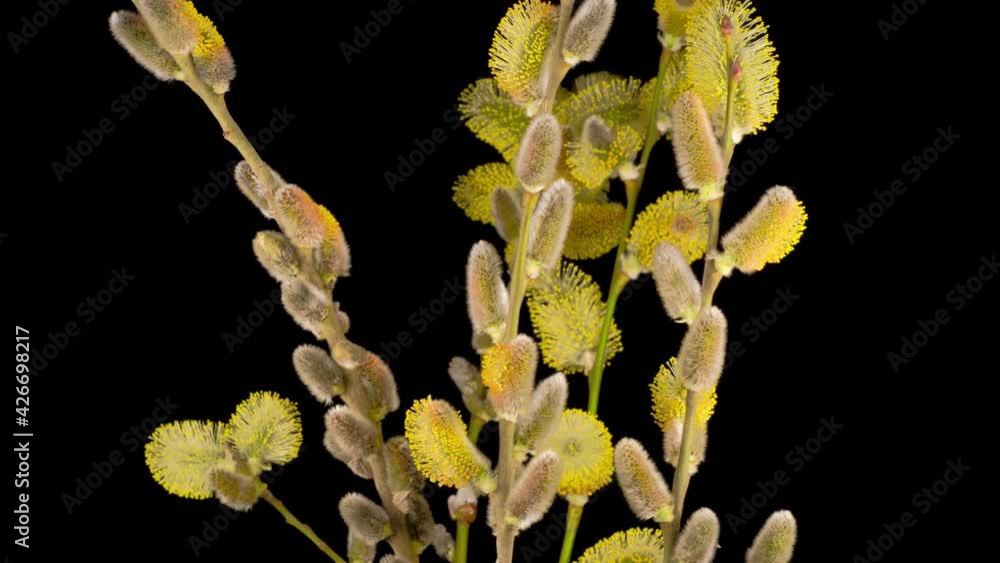 Time Lapse of Spring Willow Opening Yellow Fluffy Buds. Black Background. 4K. Time Lapse of Spring Willow Opening Yellow Fluffy Buds. Black Background. 4K.