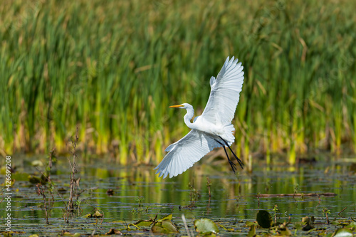 snowy egret in flight down on water