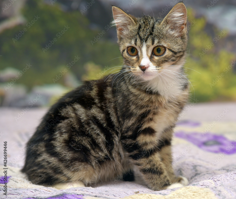 tabby with white kitten with big eyes tabby with white kitten with big eyes