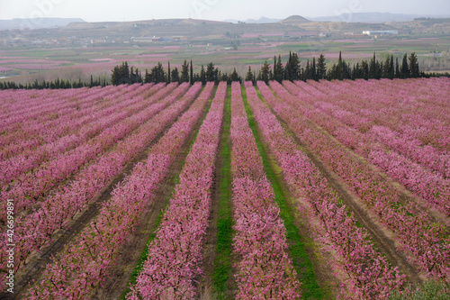Peach flowers