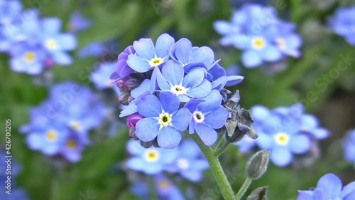 Forget-Me-Nots