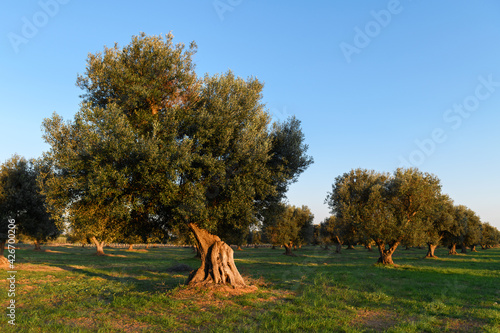 Beautiful olive trees background from Salento, Puglia. Mediterranean olive field with old olive tree. Traditional plantation in sunny day