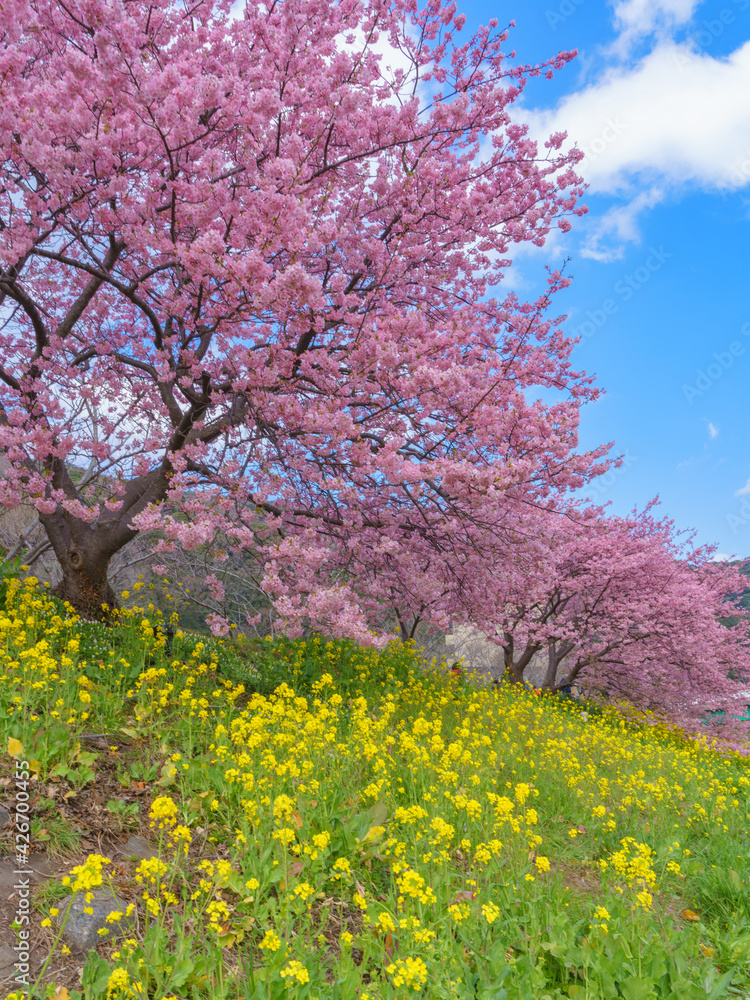南伊豆　菜の花と河津桜　静岡県 春