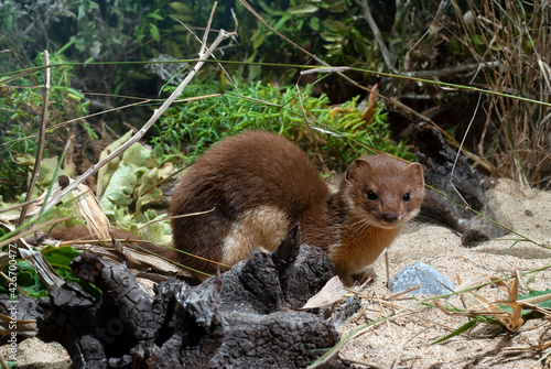 Least weasel (Mustela nivalis) from Peloponnesus, Greece // Mauswiesel (Mustela nivalis) vom Peloponnes, Griechenland photo