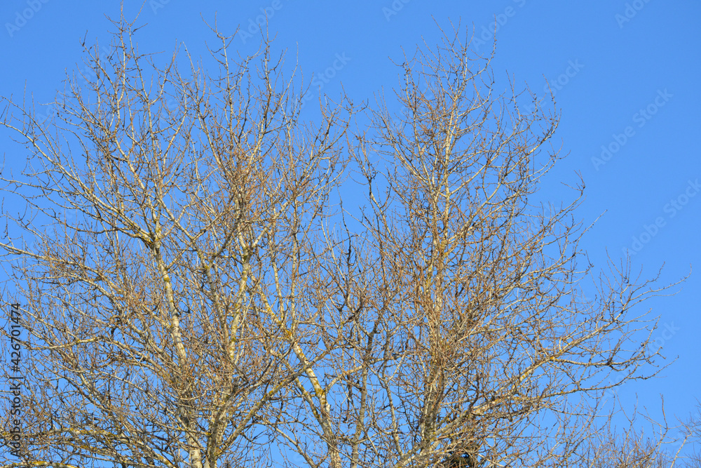 Blue spring sky and tree. Spring park, blue sky Blue spring sky and tree. Spring park, blue sky