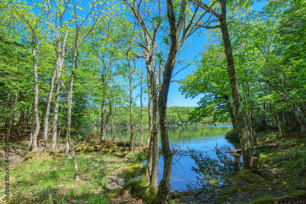 知床五湖 北海道道東世界遺産 知床五湖 北海道道東世界遺産