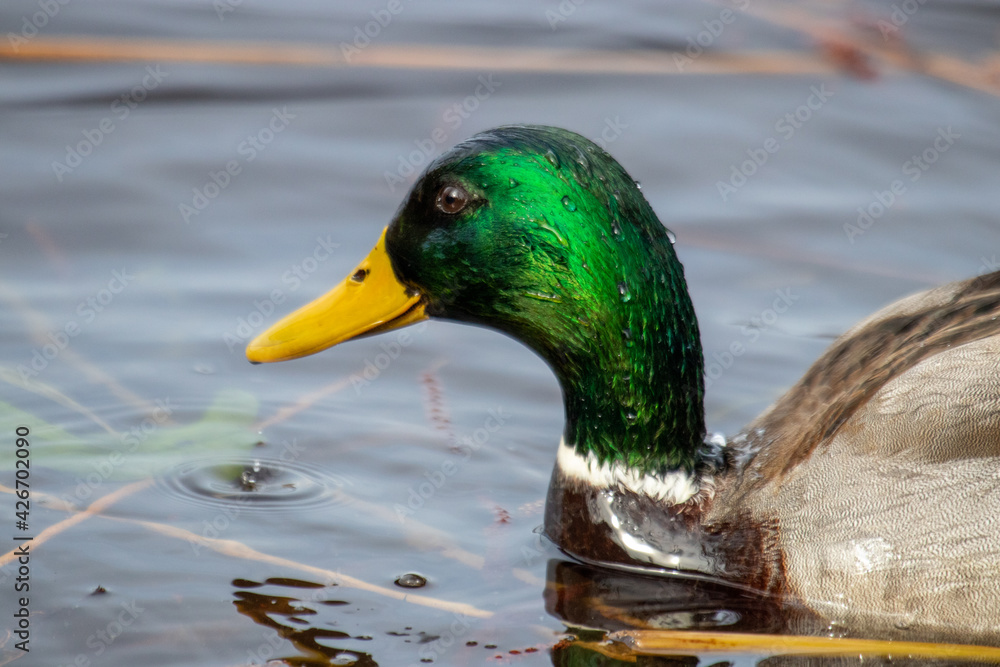 Fototapeta premium Stockente Erpel